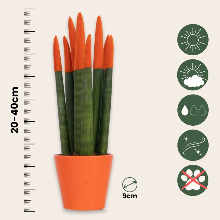 Langue de belle-mère - Set de 2 - Sansevieria cylindrica - H20-40cm - ⌀9cm