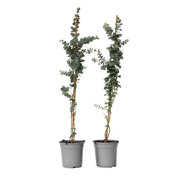 Gommier - Set de 2 - Eucalyptus cinerea 'Silver Dollar' - H90-110cm - ⌀19cm