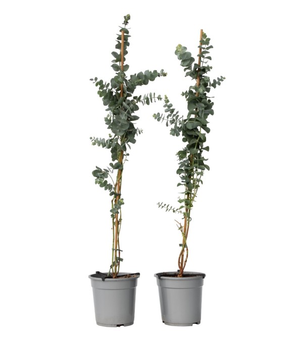 Gommier - Set de 2 -...