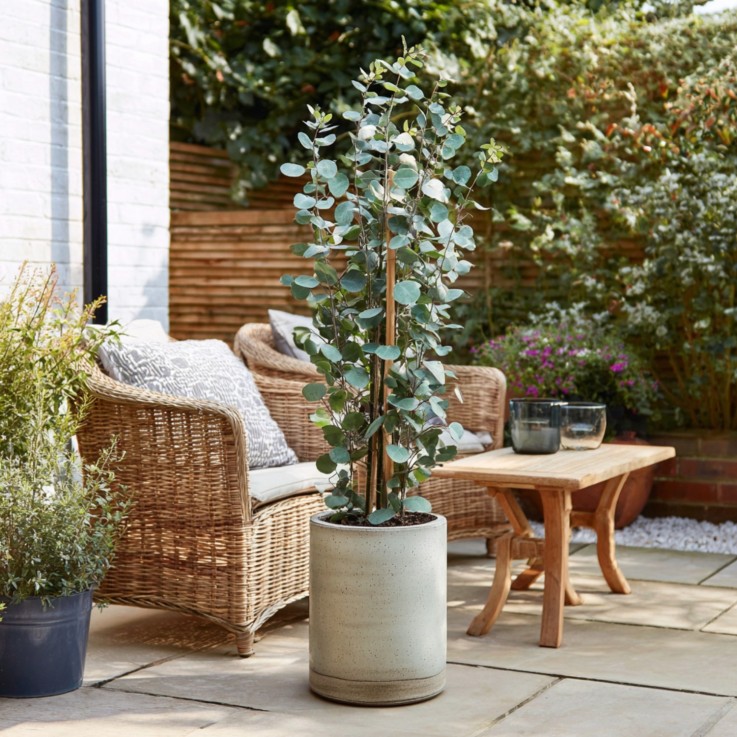 Gommier - Set de 2 - Eucalyptus cinerea 'Silver Dollar' - H90-110cm - ⌀19cm