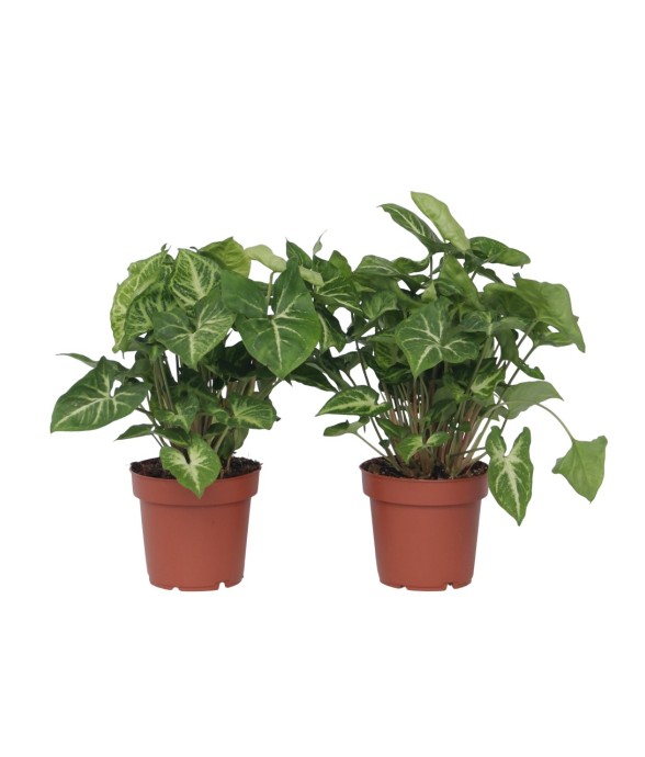 Patte-d'oie - Set de 2 -...