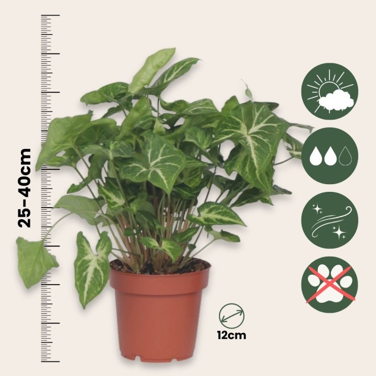 Patte-d'oie - Set de 2 - Syngonium podophyllum 'Pixie' - Hauteur 25-40cm - ⌀12cm