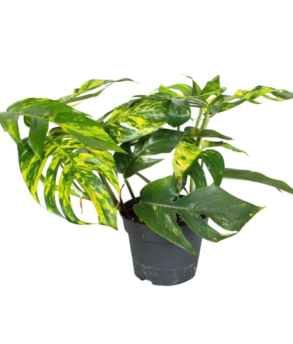 Epipremnum 'Goldfinger' -...