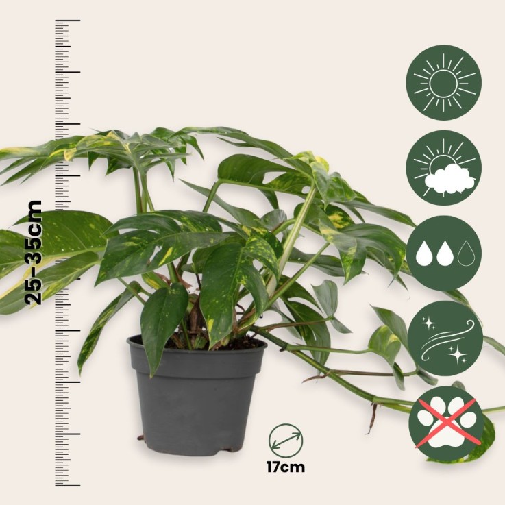 Epipremnum 'Goldfinger' - Epipremnum pinnatum Pothos - Hauteur 25-35cm - ø17cm