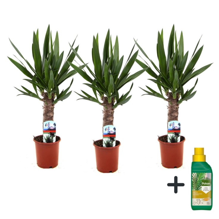 Pied d'éléphant - Set de 3 - Yucca elephantipes - Hauteur 50-60cm - ⌀14cm