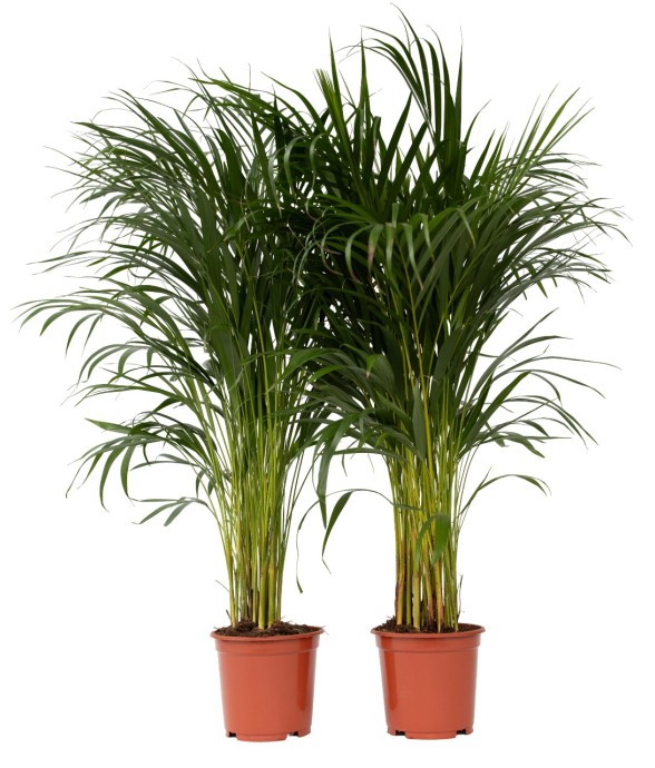 Palmier areca - Set de 2 -...
