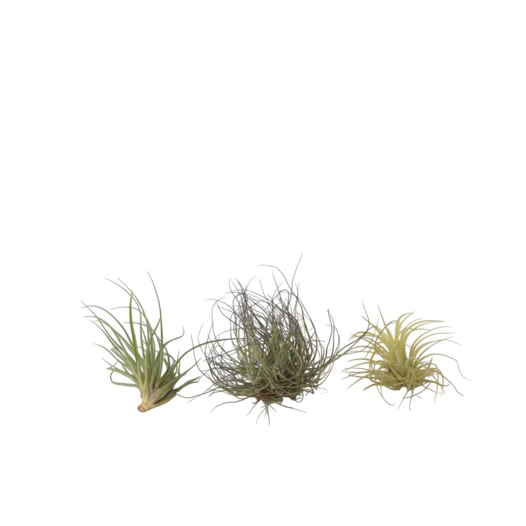 Plante aérienne - Set de 3 - Tillandsia - Hauteur 5-15cm - ⌀5cm