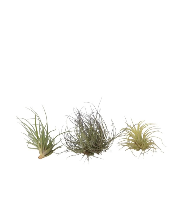 Plante aérienne - Set de 3...
