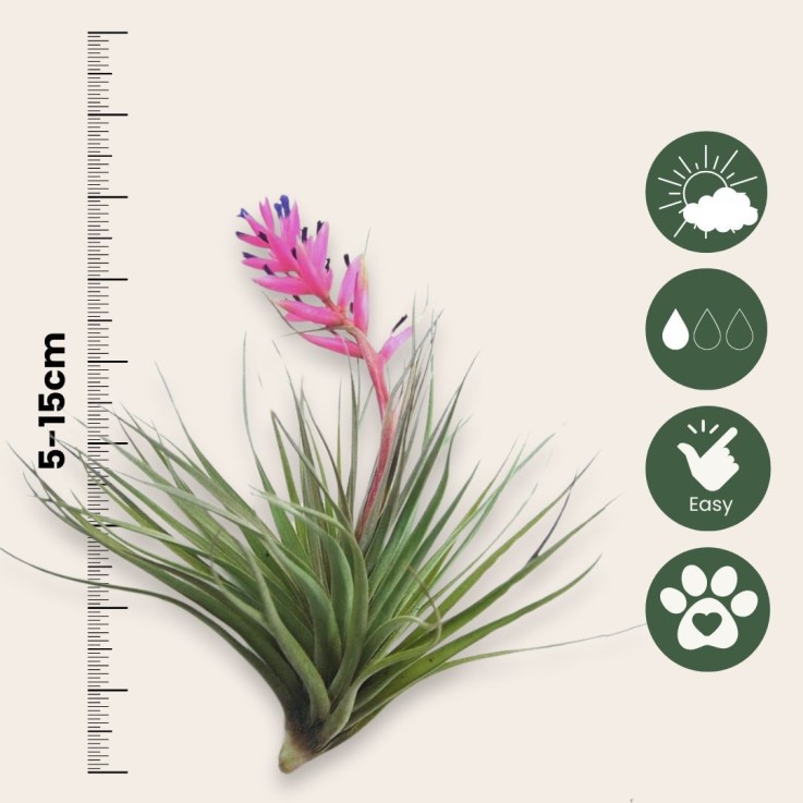 Plante aérienne - Set de 3 - Tillandsia - Hauteur 5-15cm - ⌀5cm