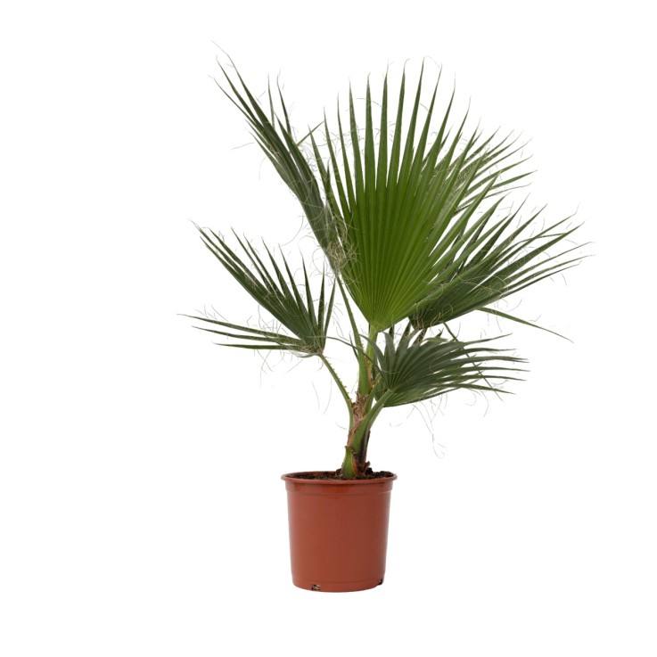 Palmier de Washington - Washingtonia robusta - Hauteur 70-90cm - ⌀21cm