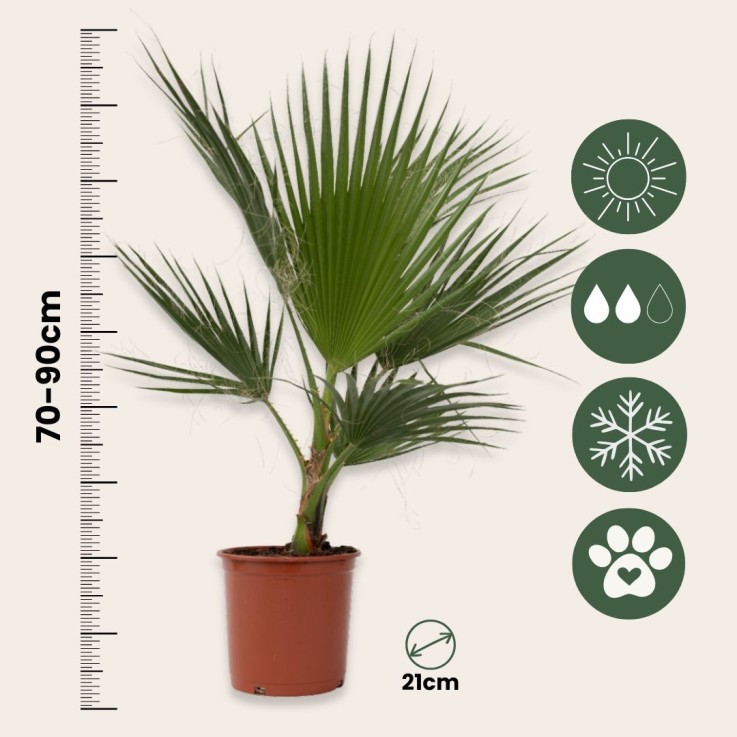 Palmier de Washington - Washingtonia robusta - Hauteur 70-90cm - ⌀21cm