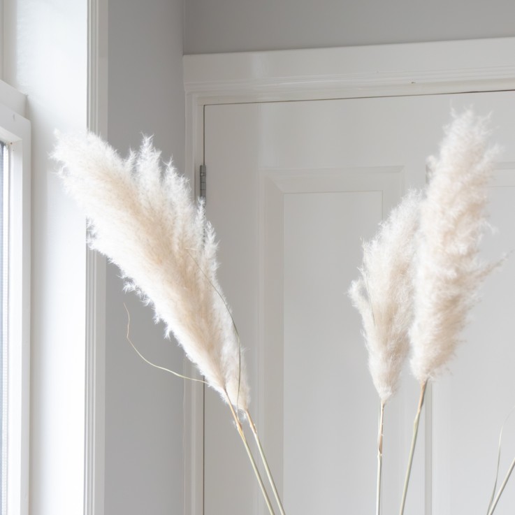 Fleurs séchées - Set de 5 - Dryflower 'Cortaderia Plum'