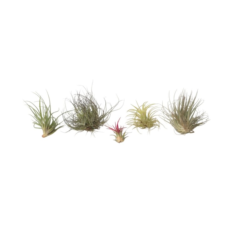 Plante aérienne - Set de 5 - Tillandsia - Hauteur 5-15cm - ⌀5cm