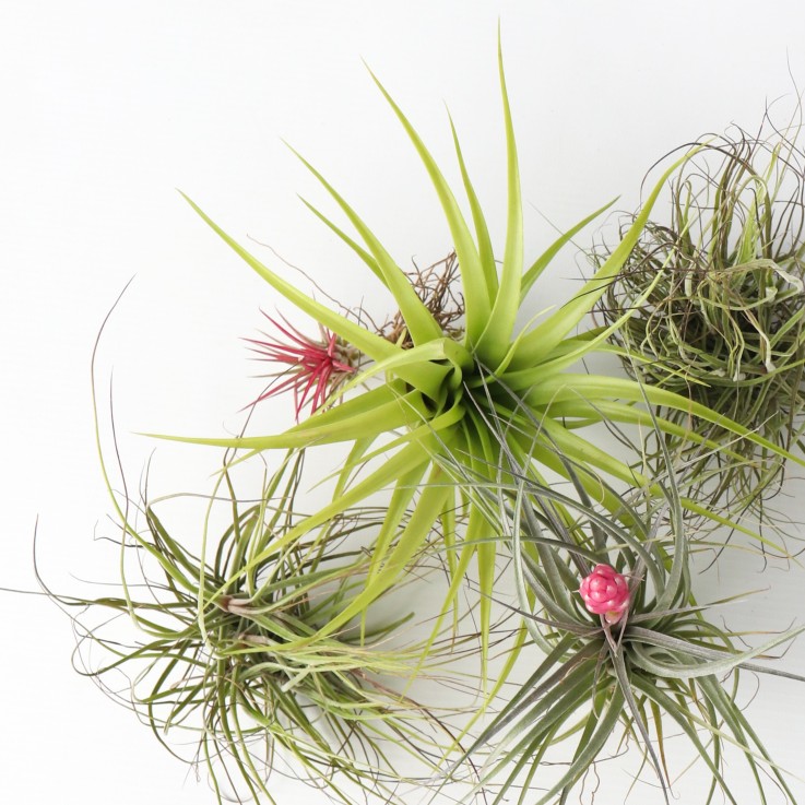 Plante aérienne - Set de 5 - Tillandsia - Hauteur 5-15cm - ⌀5cm