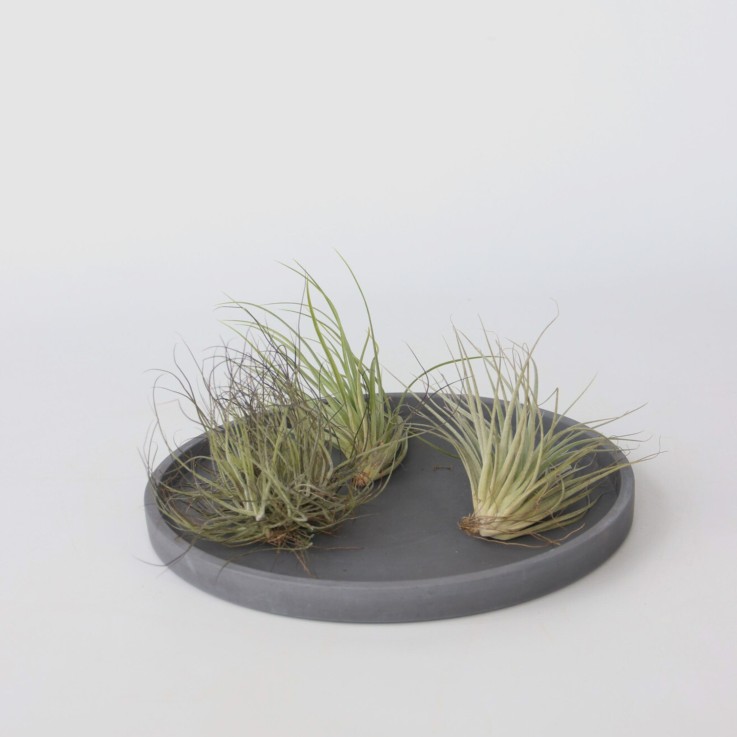 Plante aérienne - Set de 5 - Tillandsia - Hauteur 5-15cm - ⌀5cm