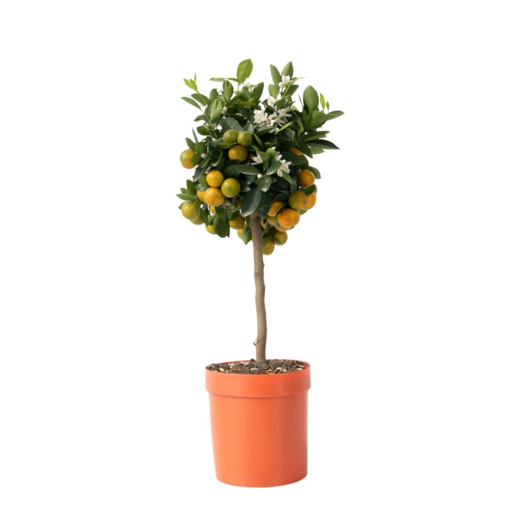 Citronnier - Citrus mitis 'Calamondin' - Hauteur 55-65cm - ⌀19cm