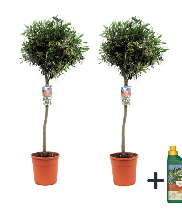 Olivier - Set de 2 - Olea...
