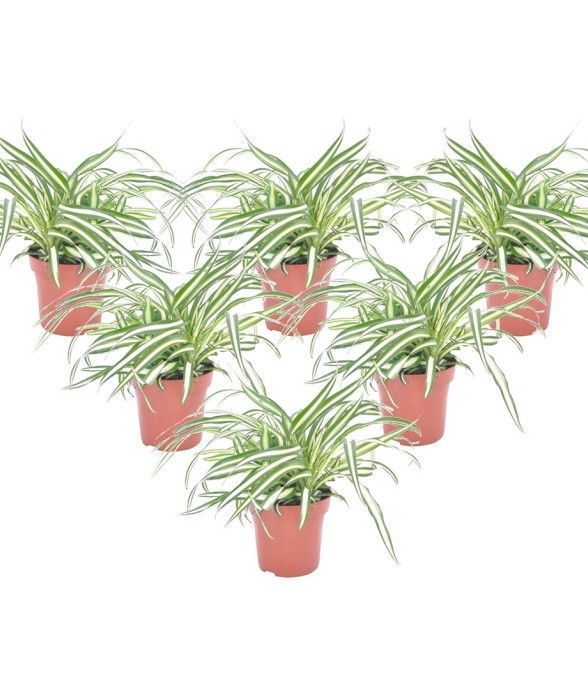 Plante araignée - Set de 6...