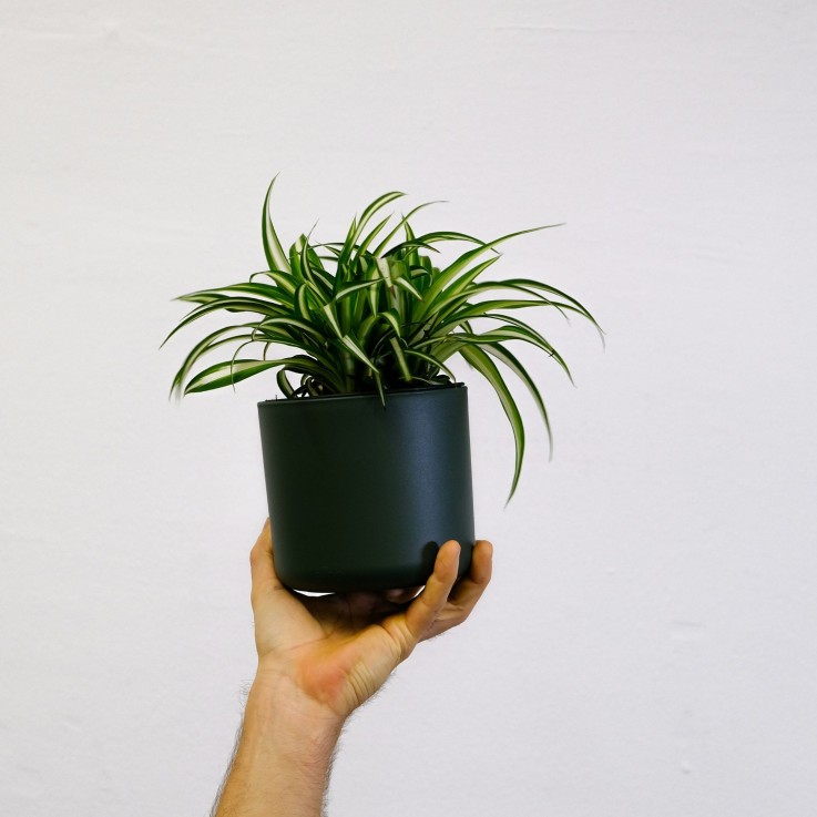 Plante araignée - Set de 6 - Chlorophytum comosum 'Atlantic' - H25-40cm - ⌀12cm