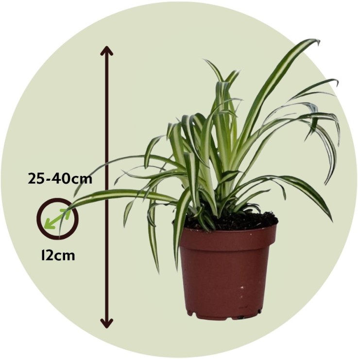 Plante araignée - Set de 6 - Chlorophytum comosum 'Atlantic' - H25-40cm - ⌀12cm