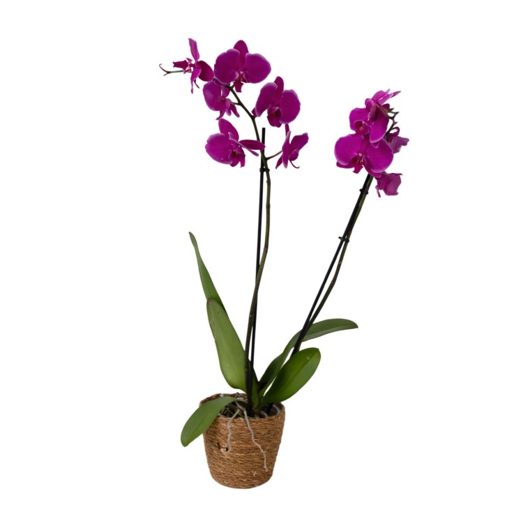 Orchidée papillon - Phalaenopsis - Hauteur 50-60cm - ⌀12cm