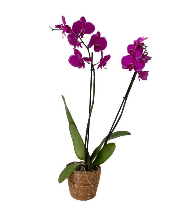 Orchidée papillon -...