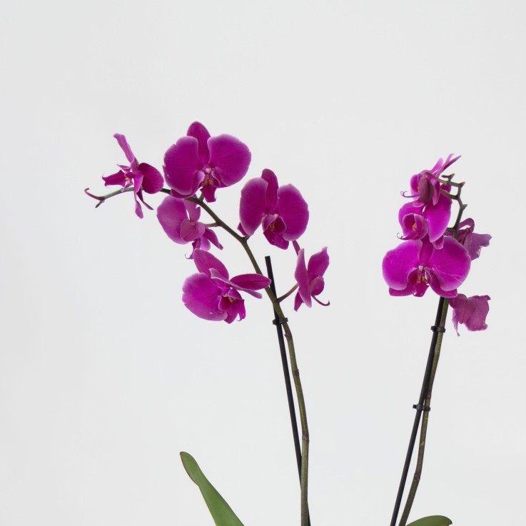 Orchidée papillon - Phalaenopsis - Hauteur 50-60cm - ⌀12cm
