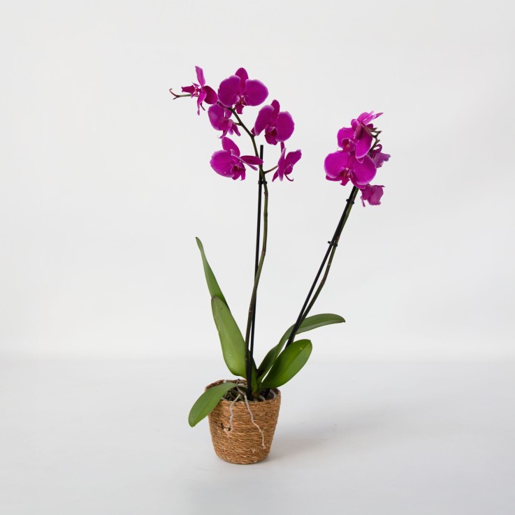 Orchidée papillon - Phalaenopsis - Hauteur 50-60cm - ⌀12cm