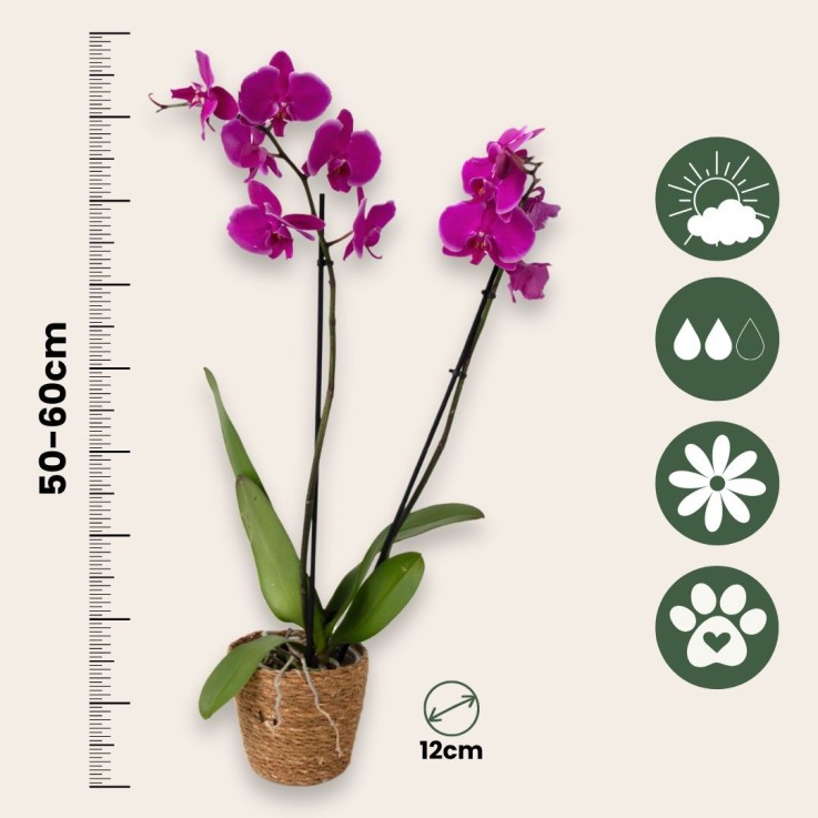 Orchidée papillon - Phalaenopsis - Hauteur 50-60cm - ⌀12cm
