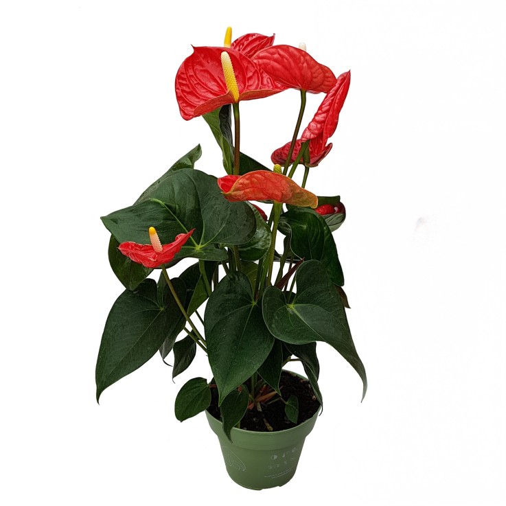Langue de feu - Anthurium 'Madural Red' - Hauteur 40-45cm - ø14cm