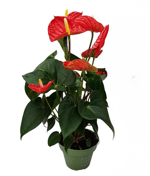 Langue de feu - Anthurium...