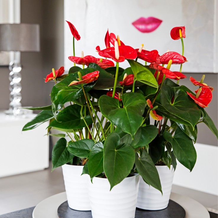 Langue de feu - Anthurium 'Madural Red' - Hauteur 40-45cm - ø14cm