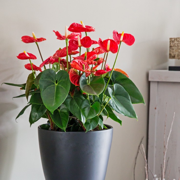 Langue de feu - Anthurium 'Madural Red' - Hauteur 40-45cm - ø14cm