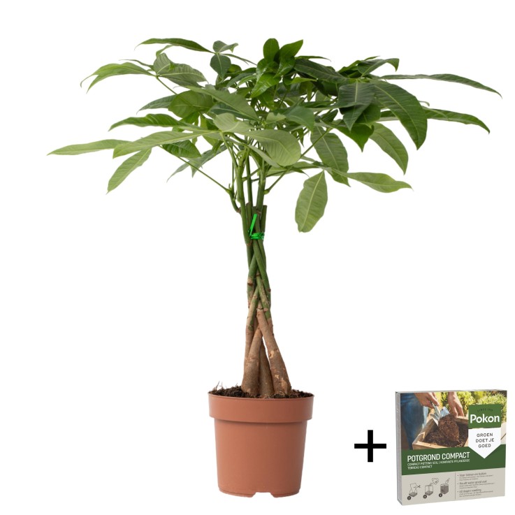 Arbre à argent - Pachira aquatica - Hauteur 60-70cm - ⌀17cm