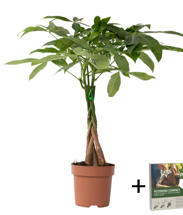 Arbre à argent - Pachira...