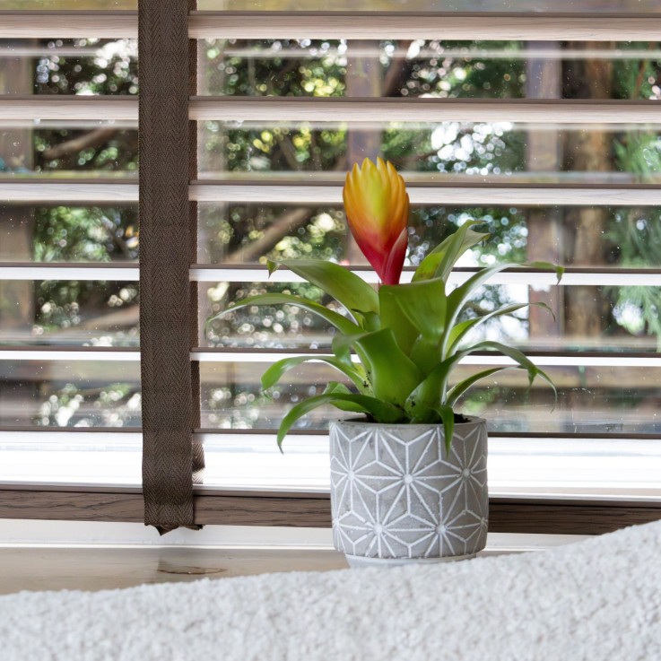 Épée flamboyante - Lot de 3 - Tillandsia Vriesea 'Dorado' - H15-25cm - ø7cm