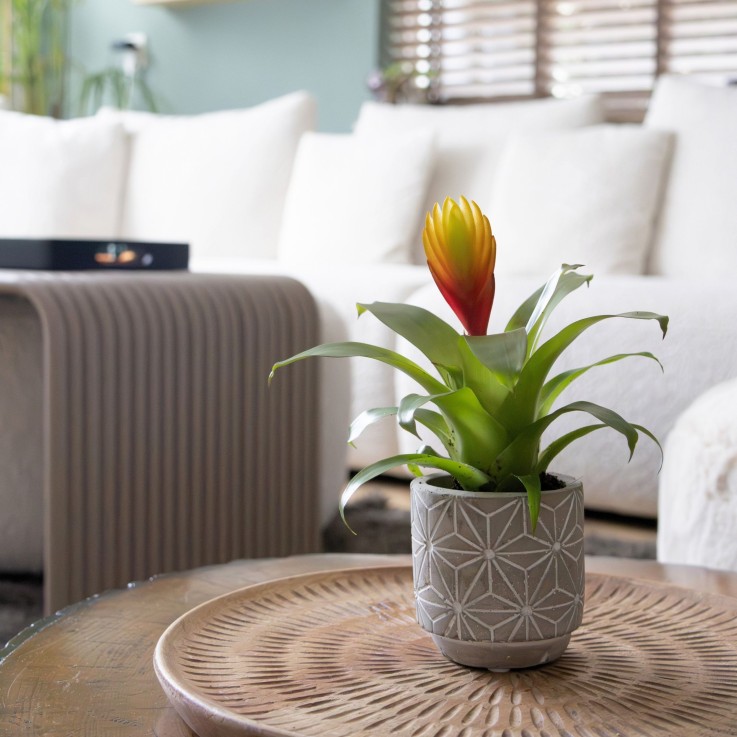 Épée flamboyante - Lot de 3 - Tillandsia Vriesea 'Dorado' - H15-25cm - ø7cm