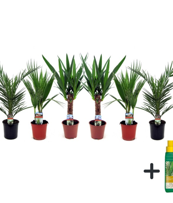 Mélange de Palmiers...