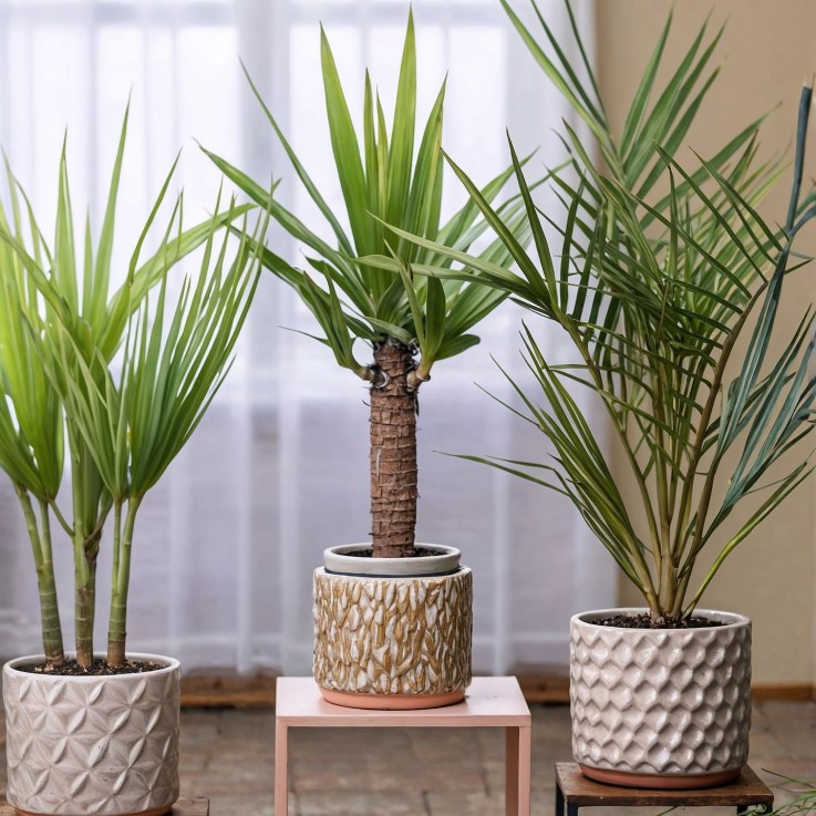 Mélange de Palmiers d'intérieur - Set de 6 - Pokon - Hauteur 50-70cm - ⌀14cm