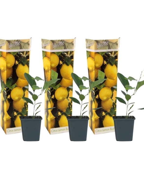 Citronnier - Lot de 3 -...
