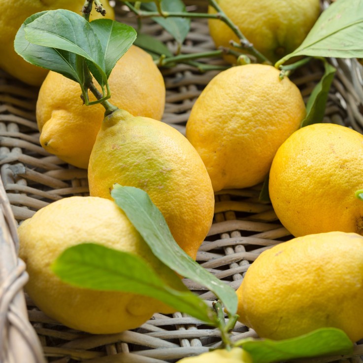 Citronnier - Lot de 3 - Citrus limon - Hauteur 25-40cm - ⌀9cm