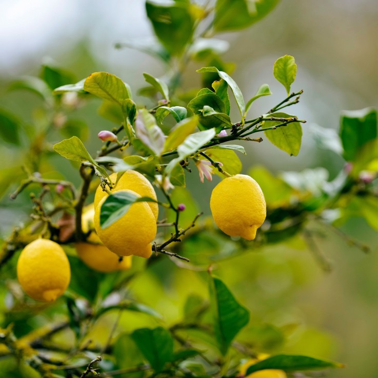 Citronnier - Lot de 3 - Citrus limon - Hauteur 25-40cm - ⌀9cm