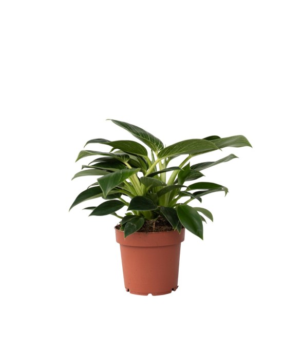 Plante verte - Philodendron...