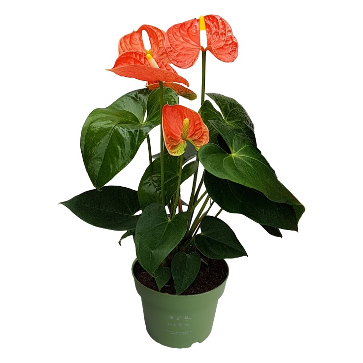 Langue de feu - Anthurium 'Madural Orange' - Hauteur 40-55cm - ø14cm