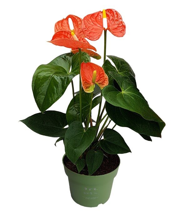 Langue de feu - Anthurium...