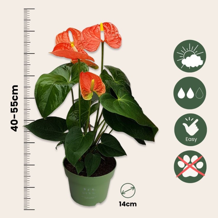 Langue de feu - Anthurium 'Madural Orange' - Hauteur 40-55cm - ø14cm