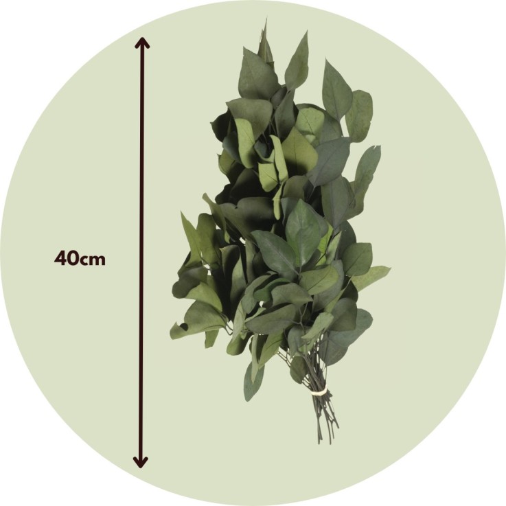 Bouquet de fleurs sèches - Eucalyptus stuartiana