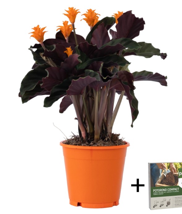 Calathée - Calathea crocata...