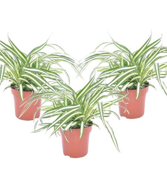 Plante araignée - Set de 3...