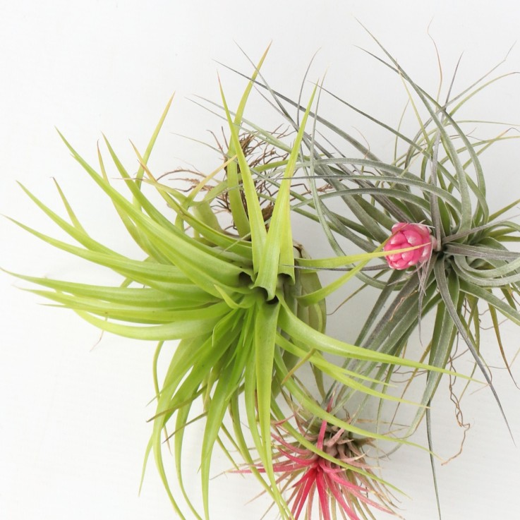 Plante aérienne - Set de 6 - Tillandsia - Hauteur 5-15cm - ⌀5cm